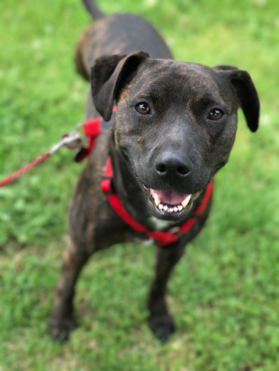 Trooper looking into the camera with a grassy background. His coat is dark brindle and he's wearing a red halter and leash.