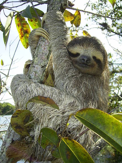 Three-toed sloth climbing a tree