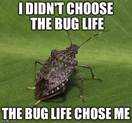 Bug meme