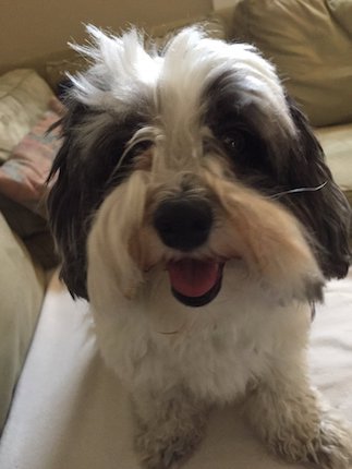 Lola the Micropanda smiling about the test passing